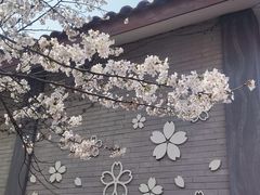 -高东镇樱花园