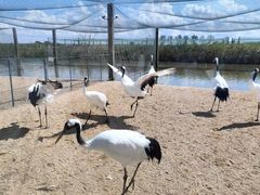 -盐城丹顶鹤湿地生态旅游区