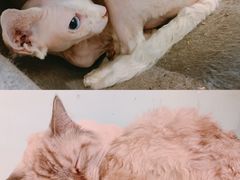 -猫小院猫主题餐厅(三里屯店)