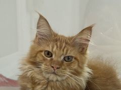 -青奢宠物·青奢猫舍