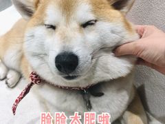 -柴务处·柴犬主题狗咖