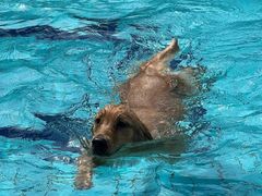 -趣玩宠物乐园寄养训犬训狗游泳池