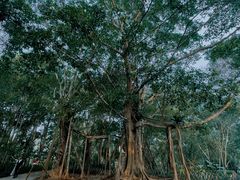 -中国科学院西双版纳热带植物园