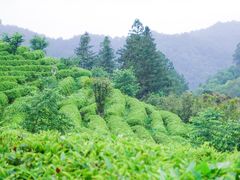 -雁南飞茶田景区