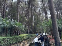 -铁山坪森林公园