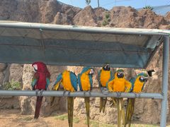 -西霞口神雕山野生动物世界