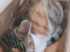 -创凡宠物医院·骨专科  猫科中心(西乡分院)