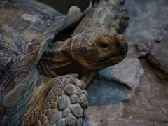-绿色星球动物主题公园