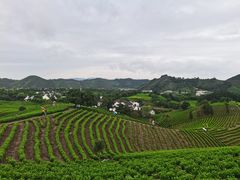 -帐篷客·溪龙茶谷度假酒店