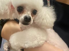 -BABIT巴比特宠物(MOMOPARK店)