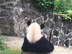 -都江堰中华大熊猫苑