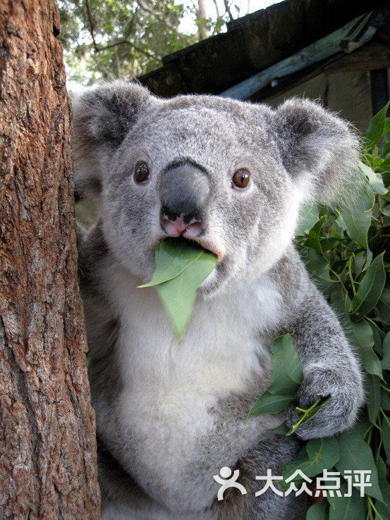 koala-bear-is-astonished