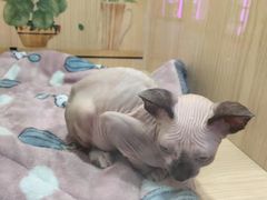 -gaga(深圳南山益田假日广场店)