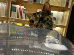 -猫的天空之城概念书店(杭州南宋御街店)