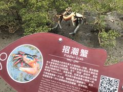 -北海金海湾红树林生态旅游区