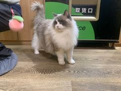 -MOCHA明星猫咖(田子坊店)
