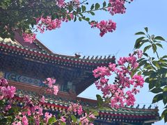 -天津大悲禅院