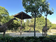 -上海野生动物园