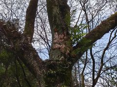 -云碧峰国家森林公园