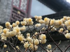 景点-梅园