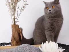 -爱宠屋pet shop·宠物洗澡·宠物美容