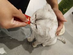-飞行喵MR PILOT|猫舍·猫咖(静安大融城店)