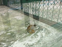 -栾川竹海野生动物园