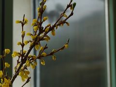 -尤加利咖啡馆