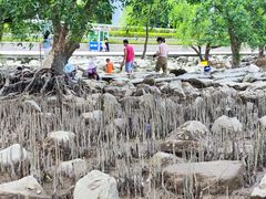 -宝安西湾红树林湿地公园