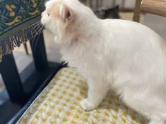 -平行世界·猫咖(首经贸店)