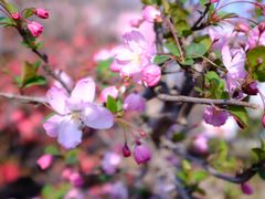 -龙大花卉苗木市场