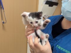 -瑞派康怡24h宠物医院·犬猫医疗中心·微创绝育(瑞景分院)