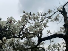 -杭州植物园