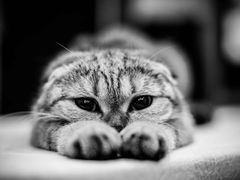 -樱の花亭日本料理店