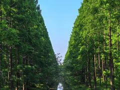 -黄海国家森林公园