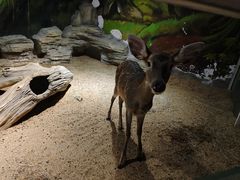 -绿色星球动物主题公园