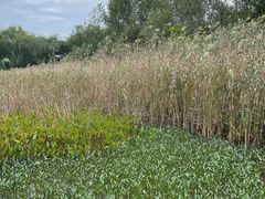 -溱湖国家湿地公园