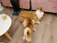 -浣熊柯尔鸭土拨鼠·电玩咖