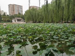 -团结湖公园