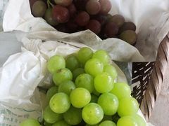 -马陆小张葡萄园农家乐