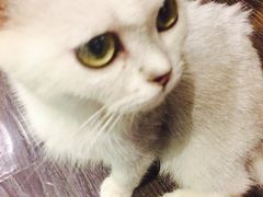 -吉丁鸟咖·异宠·寄养