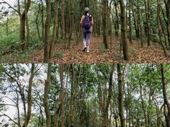 -风云岭森林公园
