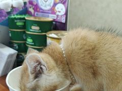 -宠爱国际动物医院· 猫科· 外科·中兽医(长白店)