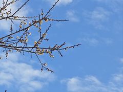-马峦山郊野公园