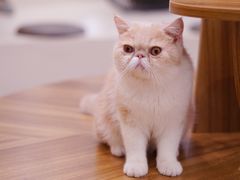 -飞行喵MR PILOT|猫舍·猫咖(静安大融城店)