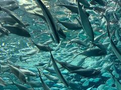 -上海海洋水族馆