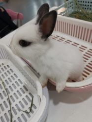 -Moni星球萌宠·小马宝莉·灵蛇·高端高阶全萌宠互动体验俱乐部(红豆国际广场店)