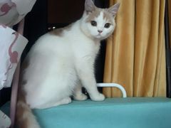 -喵的天空名猫咖啡馆·撸猫·猫舍·用品