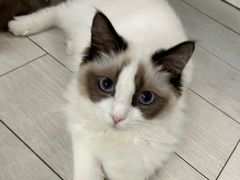 -喵的天空名猫咖啡馆·撸猫·猫舍·用品