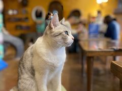 -猫猫幼稚园·撸猫·桌游·电玩